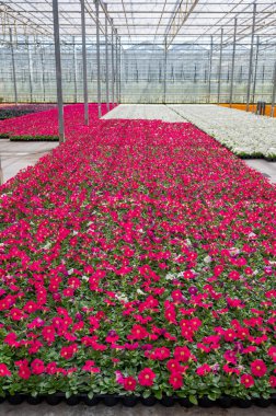 Hollanda 'da yetişen farklı yaz yatak bitkileri, begonya, petunya, genç ve çiçek açan bitkiler, dekoratif veya süs bahçesi bitkilerinin yetiştirilmesi