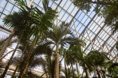 Farklı yeşil tropikal ve egzotik iç palmiyelerin ve Hollanda 'nın kuzeyindeki Westland kentindeki Glasshouse' da bitkilerin yetiştirilmesi. Flora endüstrisi.