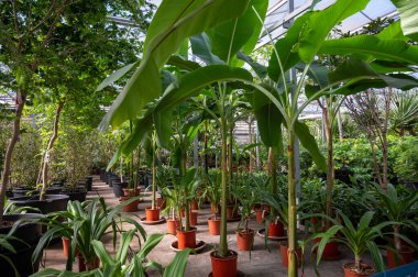 Farklı yeşil tropikal ve egzotik iç palmiyelerin ve Hollanda 'nın kuzeyindeki Westland kentindeki Glasshouse' da bitkilerin yetiştirilmesi. Flora endüstrisi.