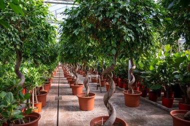 Farklı yeşil tropikal ve egzotik iç palmiyelerin ve Hollanda 'nın kuzeyindeki Westland kentindeki Glasshouse' da bitkilerin yetiştirilmesi. Flora endüstrisi.