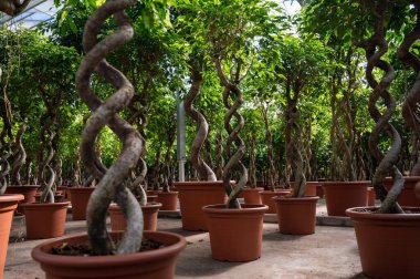 Farklı yeşil tropikal ve egzotik bitki bitkilerinin Westland, Kuzey Hollanda, Hollanda 'daki Glasshouse' da yetiştirilmesi. Flora endüstrisi.