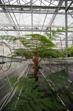 Westland, Kuzey Hollanda, Hollanda 'daki cam evde farklı eğreltiotu yetiştirilmiş. Flora endüstrisi,