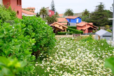 Beyaz papatya çiçekleri, yeşil çimenler ve renkli evler ile doğanın bahar arkaplanı..