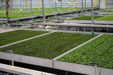 Westland, Kuzey Hollanda, Hollanda 'daki cam evde farklı eğreltiotu yetiştirilmiş. Flora endüstrisi,