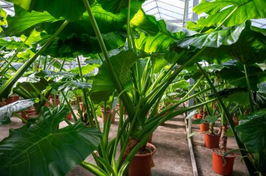 Farklı yeşil tropikal ve egzotik iç palmiyelerin ve Hollanda 'nın kuzeyindeki Westland kentindeki Glasshouse' da bitkilerin yetiştirilmesi. Flora endüstrisi.