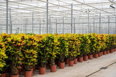 Farklı yeşil tropikal ve egzotik Croton bitkilerinin yetiştirilmesi Westland, Kuzey Hollanda, Hollanda 'daki Glasshouse' da. Flora endüstrisi.