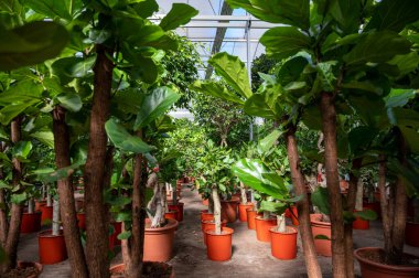 Farklı yeşil tropikal ve egzotik iç palmiyelerin ve Hollanda 'nın kuzeyindeki Westland kentindeki Glasshouse' da bitkilerin yetiştirilmesi. Flora endüstrisi.