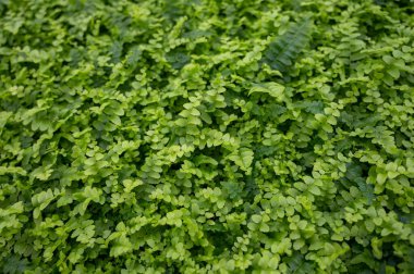 Westland, Kuzey Hollanda, Hollanda 'daki cam evde farklı eğreltiotu yetiştirilmiş. Flora endüstrisi,