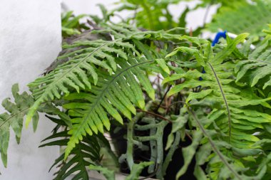 Westland, Kuzey Hollanda, Hollanda 'daki cam evde farklı eğreltiotu yetiştirilmiş. Flora endüstrisi,