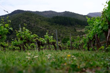 İspanya, Cantabria 'da, üzüm bağında, üzüm bağında çiçek açan genç üzüm kümesi..