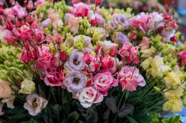 Hollanda serasında yetişen renkli çiçek buketi ustoma lisianthus ya da prairie gentian, Hollanda florasında yetişir.