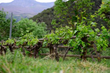 İspanya, Cantabria 'da, üzüm bağında, üzüm bağında çiçek açan genç üzüm kümesi..