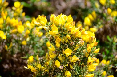 Ulex 'in sarı çiçekleri, genellikle gorse, furze ya da whin olarak bilinir, Fabaceae familyasından çiçek açan bitkiler cinsidir..