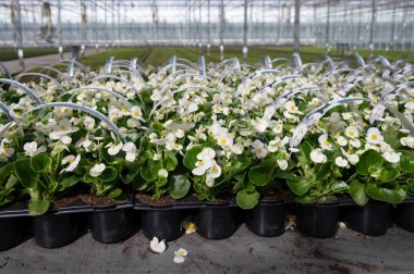 Hollanda 'da yetişen farklı yaz yatak bitkileri, begonya, petunya, genç ve çiçek açan bitkiler, dekoratif veya süs bahçesi bitkilerinin yetiştirilmesi