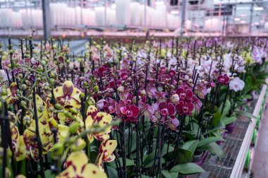 Hollanda 'da UV IR Grow Light ticaret ve dünya çapında ihracat için çiçek açan renkli tropikal bitkilerin, orkide familyası Orchidaceae' nin yetiştirilmesi