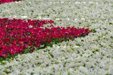 Hollanda 'da yetişen farklı yaz yatak bitkileri, begonya, petunya, genç ve çiçek açan bitkiler, dekoratif veya süs bahçesi bitkilerinin yetiştirilmesi