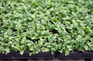 Westland, Kuzey Hollanda, Hollanda 'daki cam evde farklı eğreltiotu yetiştirilmiş. Flora endüstrisi,