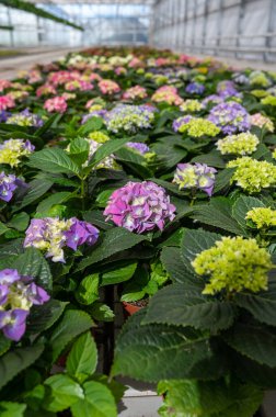 Hydrangea ya da hortensia, Hollanda serasında yetişen süs ya da süs bitkisi olarak yetiştirilen, baharın başından sonbahara kadar çiçek başlıklarında üretilen çiçekler, Hollanda florası