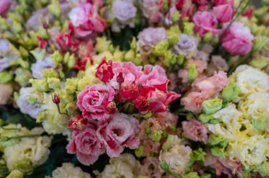 Hollanda serasında yetişen renkli çiçek buketi ustoma lisianthus veya prairie gentian, Hollanda florası, yakın plan, çiçek arkaplanı