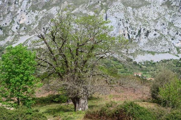 カナブリア山脈の斜面 カンタブリア スペインで育つ世紀古い栗の木の幹 — ストック写真