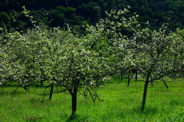 Asturias 'taki elma ağaçları, bahardaki beyaz elma ağaçları, Asturias' taki ünlü elma şarabı üretimi, Comarca de la Sidra bölgesi, İspanya.