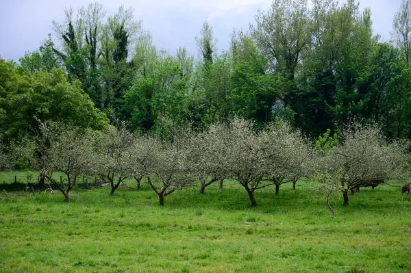 Äppelträdsodlingar Asturien Vårens Vita Blomma Äppelträd Produktion Berömda Cider Asturien — Stockfoto