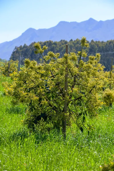 Saisonale Blüte Immergrüner Avocadobäume April Auf Plantagen Asturien Nordspanien — Stockfoto