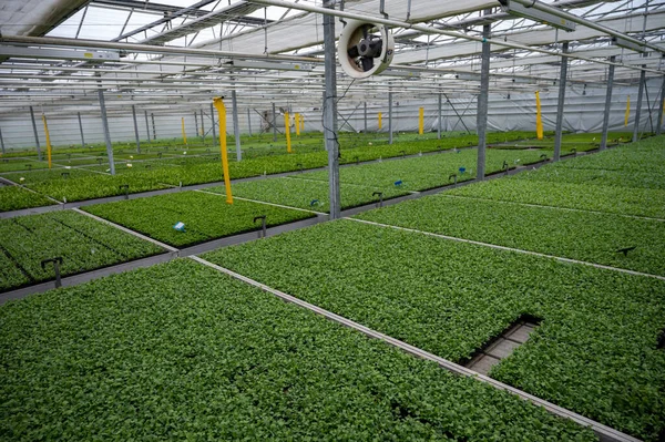 Teelt Van Verschillende Indoor Varens Groene Planten Kas Westland Noord — Stockfoto