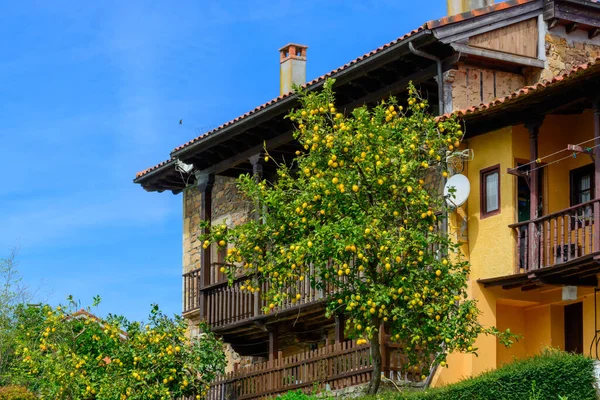 Limões Amarelos Maduros Pendurados Numa Árvore Nas Astúrias Norte Espanha — Fotografia de Stock