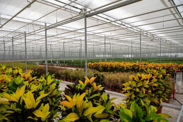 Anbau Unterschiedlicher Grüner Tropischer Und Exotischer Zimmerpflanzen Schritttempo Gewächshaus Westland — Stockfoto
