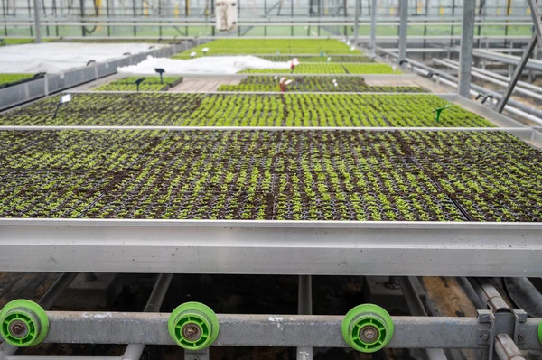 Cultivo Diferentes Plantas Helecho Verde Invernadero Westland Holanda Del Norte —  Fotos de Stock