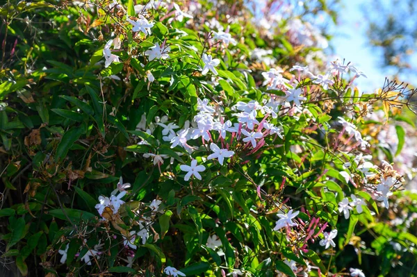 Botanical collection of medicinal and climbing plants, Jasminum officinale, jasmine plant in blossom.