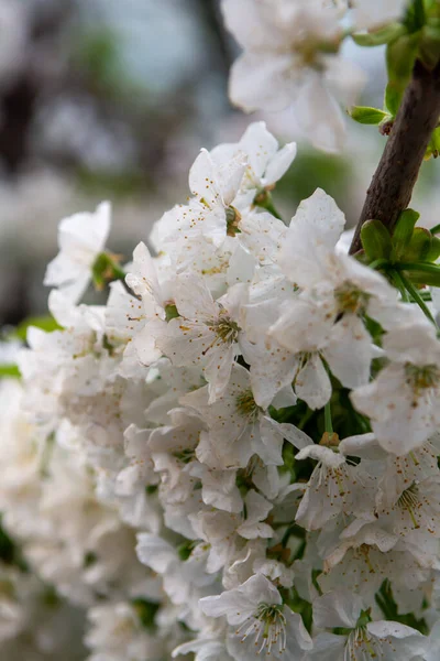 Rangées Cerisiers Fleurs Blanches Dans Une Serre Fruitière Avec Système — Photo