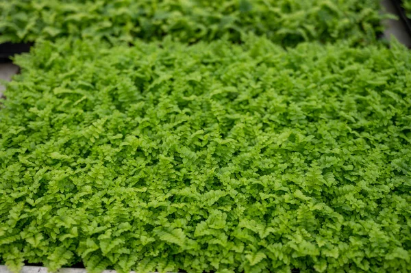 stock image Cultivation of differenent indoor fern green plants in glasshouse in Westland, North Holland, Netherlands. Flora industry,