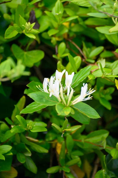薬用植物および登山植物の植物コレクション ジャスミンオフィシャル 花のジャスミン植物 — ストック写真
