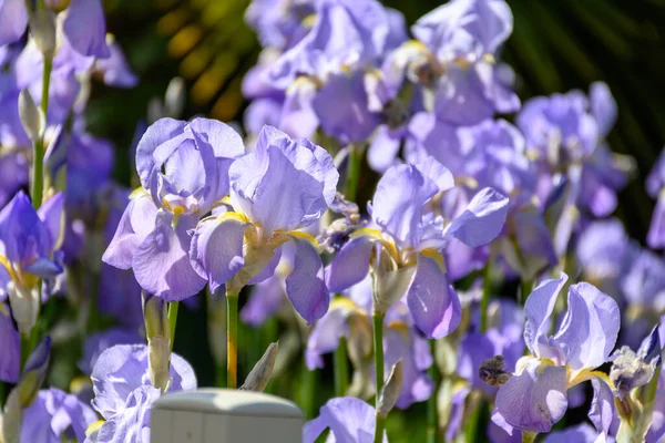 日当たりの良い庭に大きな薄紫の虹彩の花の花 — ストック写真