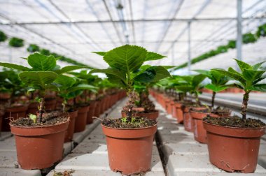 Hollanda serasında yetişen dekoratif ya da süs bahçesi olarak yetiştirilen Hydrangea ya da hortensiya 'nın genç bitkileri, Hollanda florası