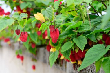 Callianthe megapotamica, Arjantin, Brezilya ve Uruguay 'a özgü Abutilon' da yetişen abutilon çiçekli bitki türlerini takip ediyor..