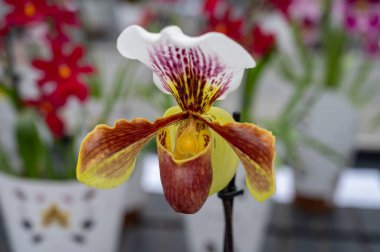 Renkli tropikal çiçek açan bitkilerin yetiştirilmesi orkide familyası Orchidaceae Paphiopedilum, Hollanda serasında UV kızılötesi ışık ile Venüs terliği