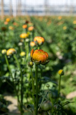 Rengarenk Ranunculus asiaticus ya da İran düğün çiçeği yetiştirme, güneşli bir günde Hollanda serasında yetişen dekoratif ya da süs bahçesi bitkileri