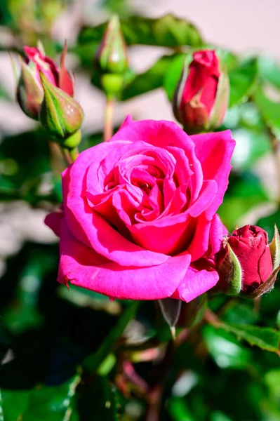 Fleur Roses Roses Poussant Dans Jardin Château Provence France Par — Photo