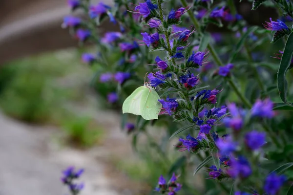 Borboleta Verde Sentado Flores Azuis Planta Verão Perto — Fotografia de Stock