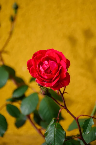 Floraison Fleurs Rose Rouge Sur Fond Jaune Poussant Dans Vieux — Photo
