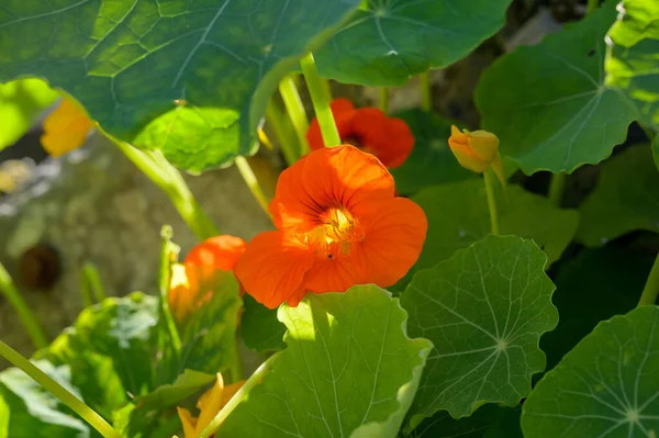 Φυτά Ανθοκομίας Πορτοκαλιάς Βρώσιμα — Φωτογραφία Αρχείου