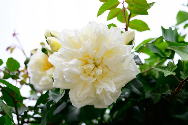 Kwiat Białych Róż Rosnących Starym Ogrodzie Zamkowym Prowansji Francja Słoneczny — Zdjęcie stockowe