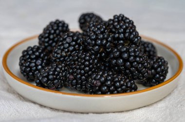 Taze taze böğürtlen böğürtlenleri yeni hasat.