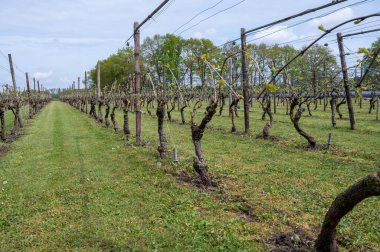Hollanda 'nın Kuzey Brabant, Hollanda' daki şarap ve üzüm bağları, baharda büyüyen üzüm bitkileri üzerine tartışmalar