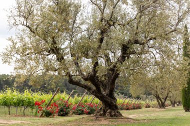 Alpilles bölgesinde yetişen zeytin ağaçları, Provence, Fransa. Yüksek kaliteli soğuk pres ekstra saf zeytinyağı üretimi.