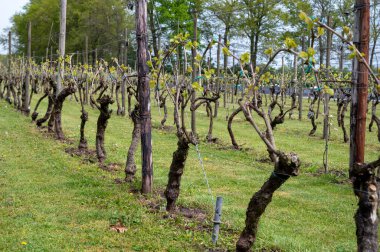 Hollanda 'nın Kuzey Brabant, Hollanda' daki şarap ve üzüm bağları, baharda büyüyen üzüm bitkileri üzerine tartışmalar