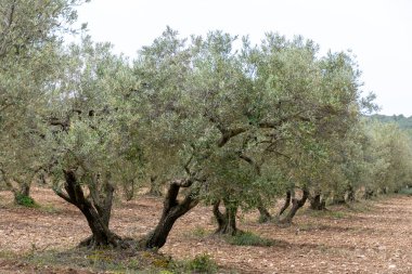 Alpilles bölgesinde yetişen zeytin ağaçları, Provence, Fransa. Yüksek kaliteli soğuk pres ekstra saf zeytinyağı üretimi.